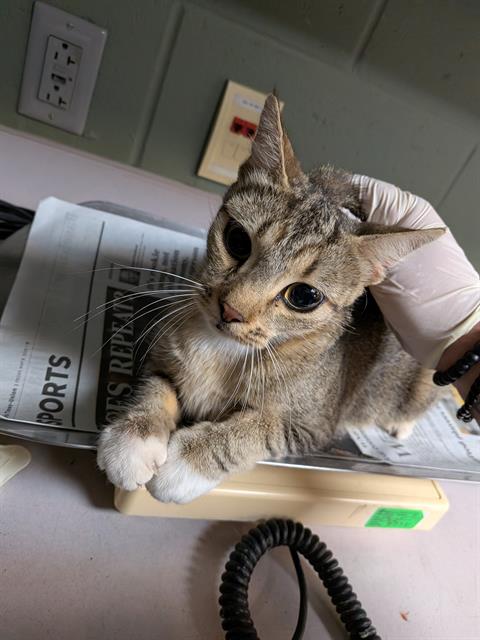 picture of the cat needing adoption