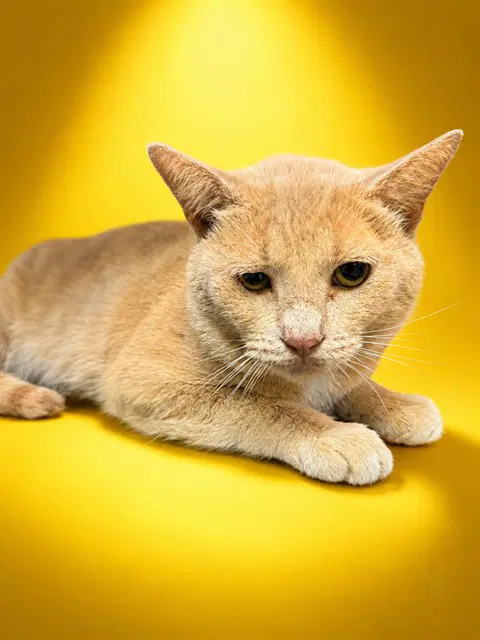 Tom - Domestic Short Hair