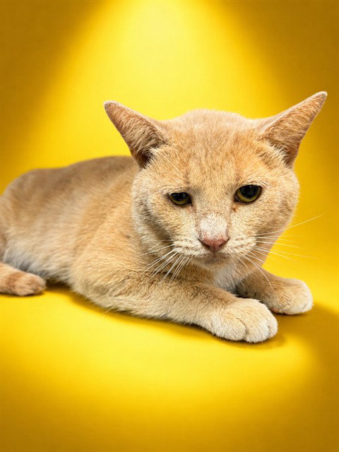 TOM, a cat for adoption from City of Jacksonville - Animal Care and Control Center