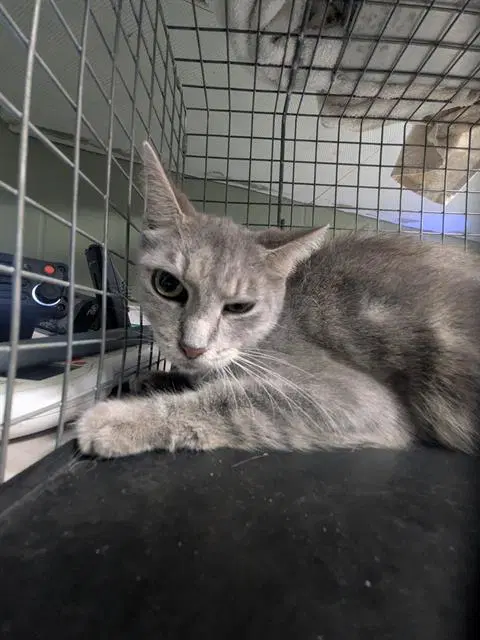 Kimmy - Domestic Short Hair