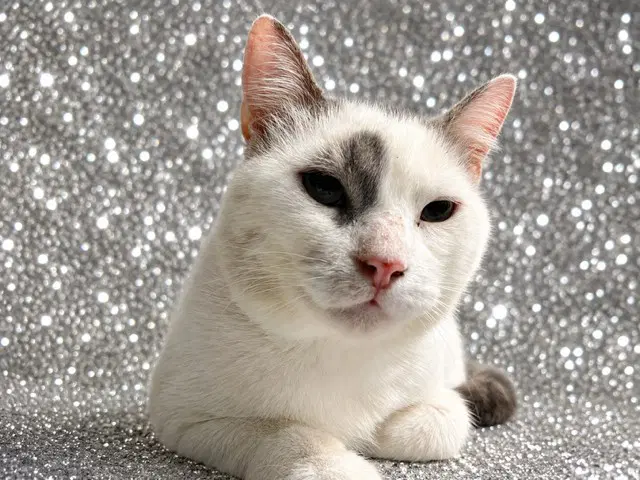 Neptune - Domestic Short Hair