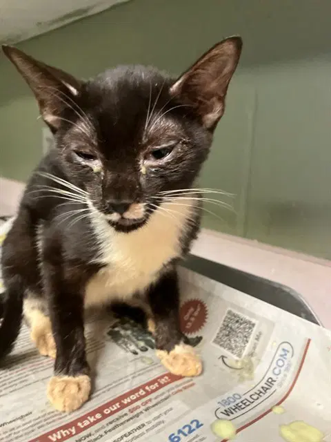 Beetle - Domestic Short Hair