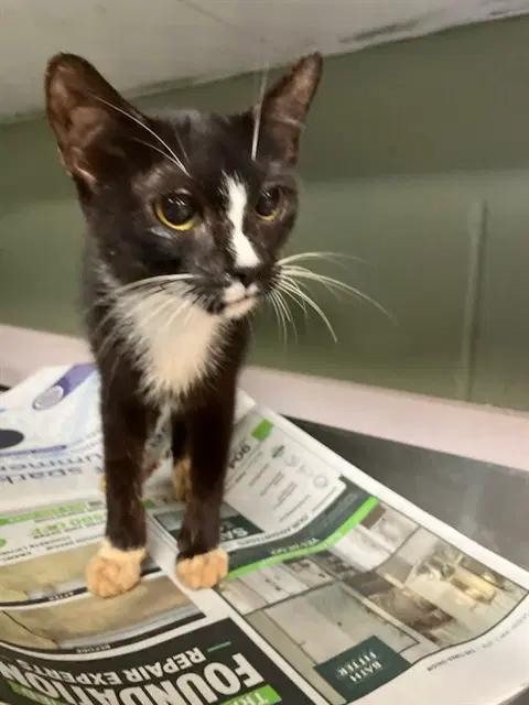 Ladybug - Domestic Short Hair