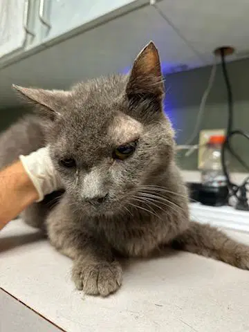 Professor Purrkins - Domestic Short Hair