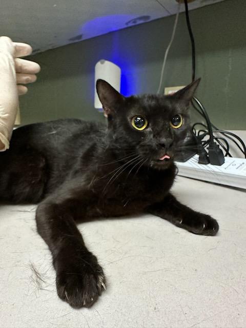 picture of the cat needing adoption