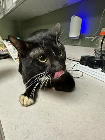 Dust Bunny - Domestic Short Hair