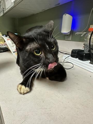 picture of the cat needing adoption