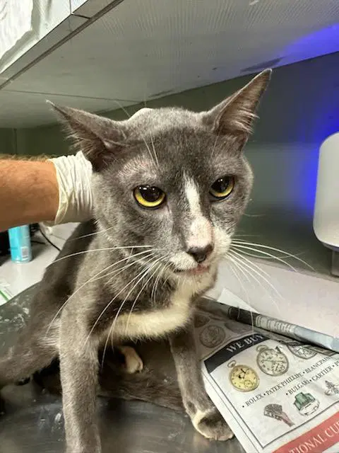 Skedaddle - Domestic Short Hair
