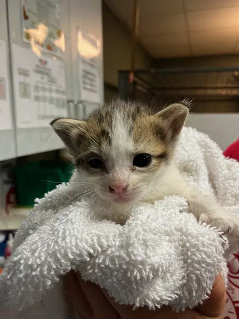 Aspen - Domestic Short Hair