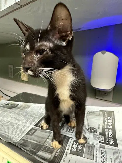 Kitty Smalls - Domestic Short Hair