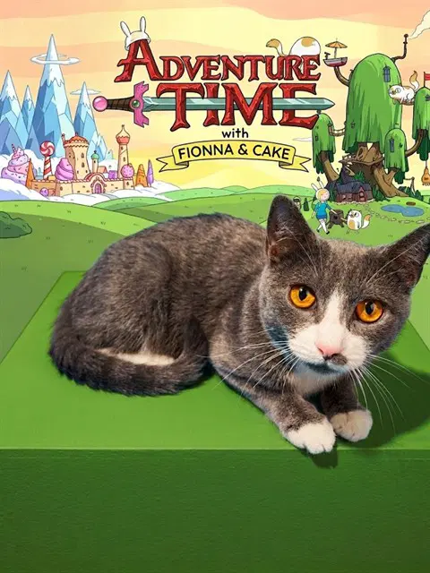 Fionna - Domestic Short Hair