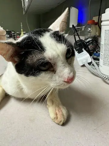 Count Scratchula - Domestic Short Hair