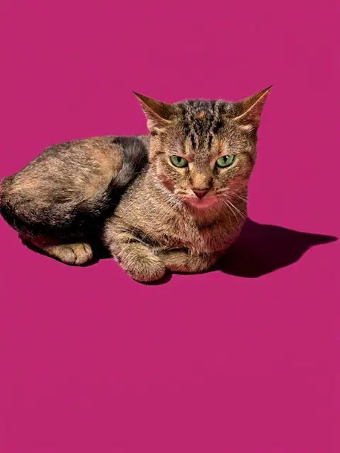 Haha - Domestic Short Hair