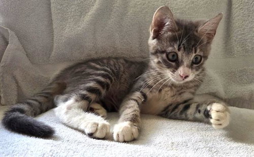 picture of the cat needing adoption