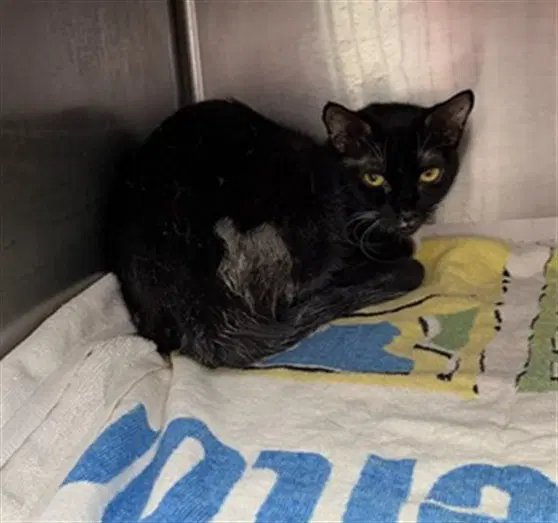 Hannah - Domestic Medium Hair