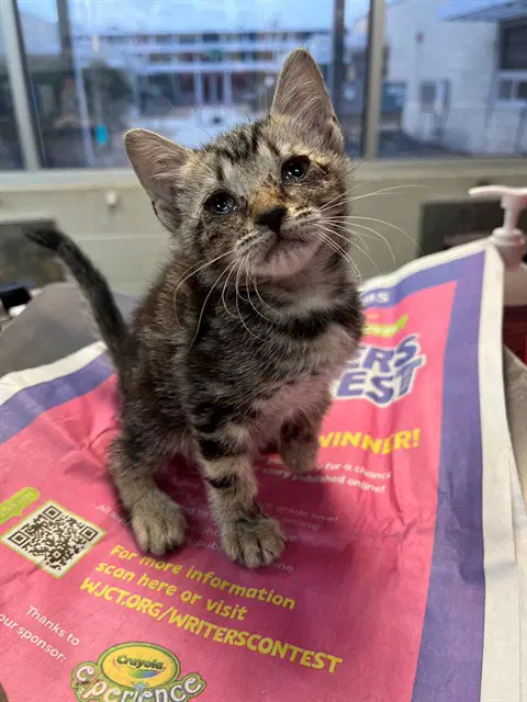 Avatar - Domestic Short Hair