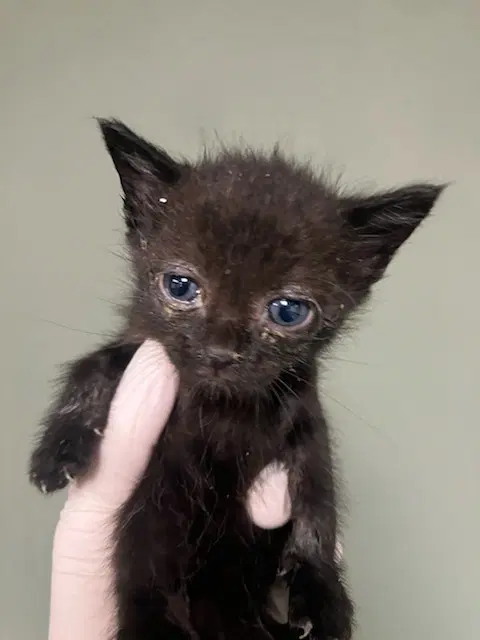 Espresso - Domestic Short Hair