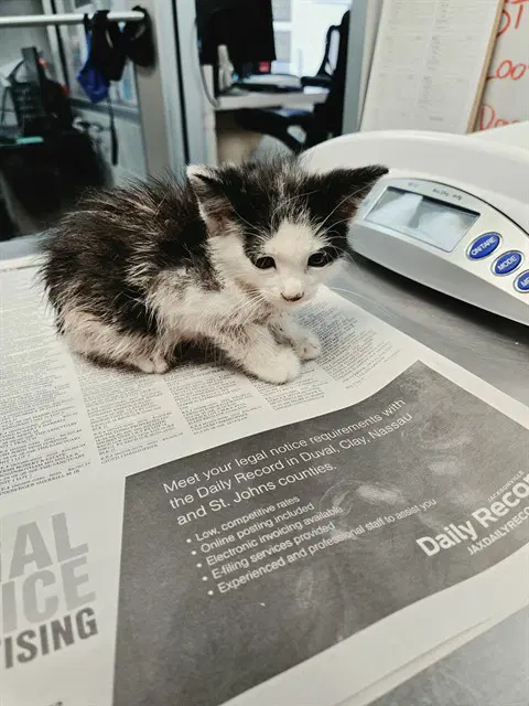 Kane - Domestic Medium Hair