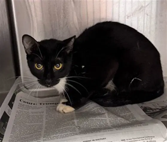 Buttons - Domestic Medium Hair