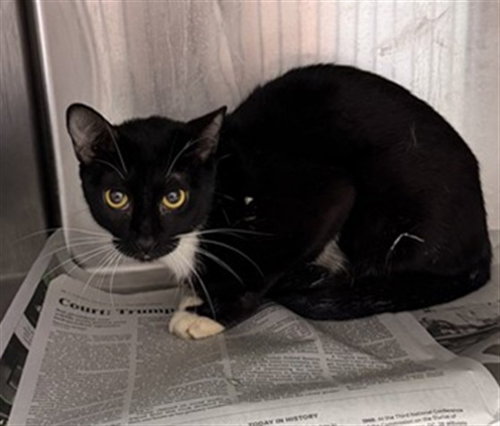 picture of the cat needing adoption