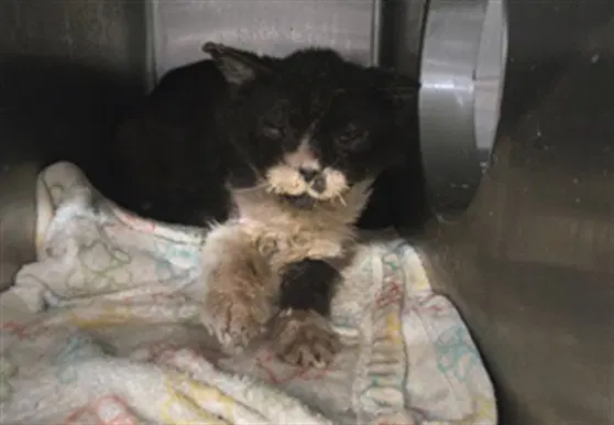 Gigglescape - Domestic Short Hair