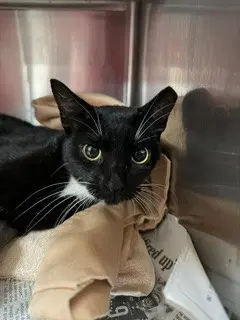 Kitty Katdashian - Domestic Short Hair