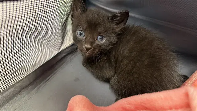 Noodles - Domestic Short Hair