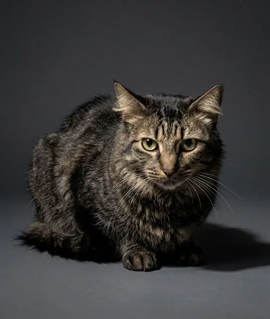 Pepperoni - Domestic Medium Hair