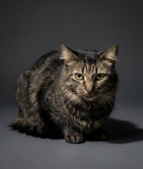 PEPPERONI, a cat for adoption from City of Jacksonville - Animal Care and Control Center