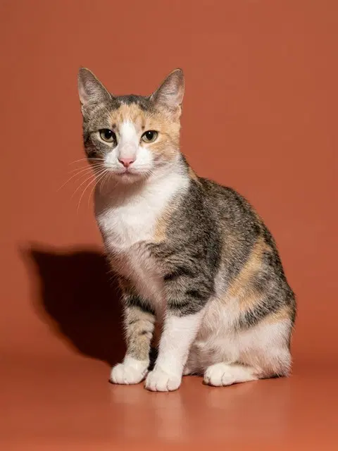 Pretty Kitty - Domestic Short Hair