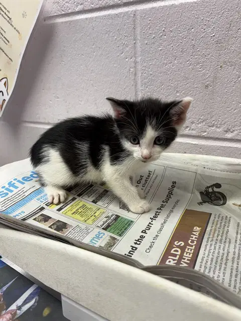 Joey - Domestic Short Hair