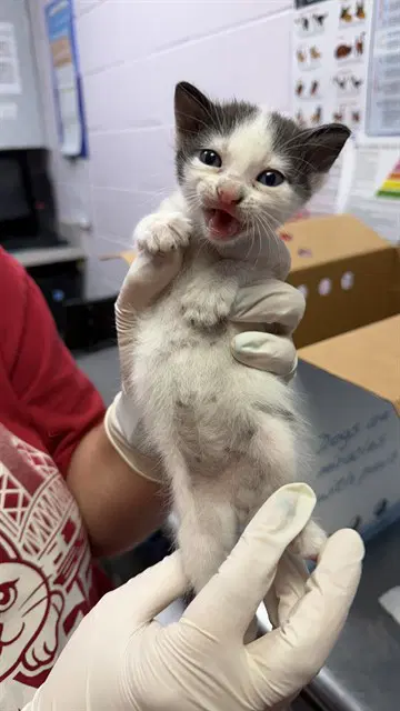 Robert - Domestic Medium Hair