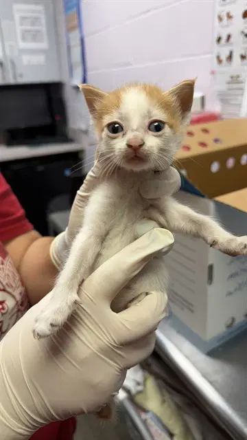 Hamburger Helper - Domestic Medium Hair