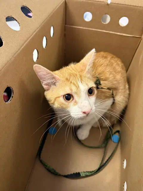 Odi - Domestic Short Hair
