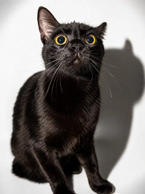 Blackberry - Domestic Short Hair