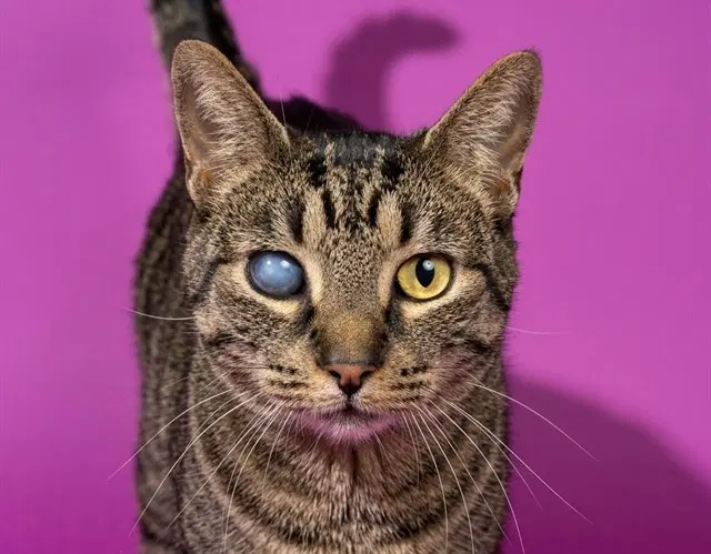 Jim - Domestic Short Hair