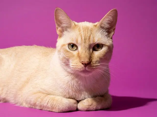 Nico - Domestic Short Hair