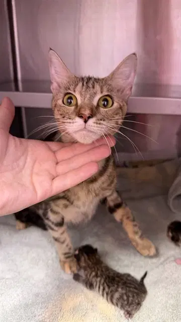 Mama Mew - Domestic Short Hair