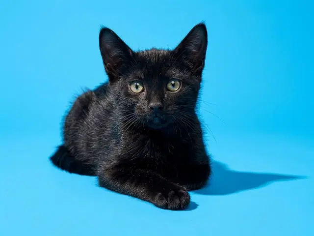 Phineas - Domestic Medium Hair