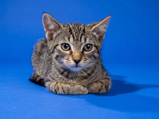 Ferb - Domestic Medium Hair