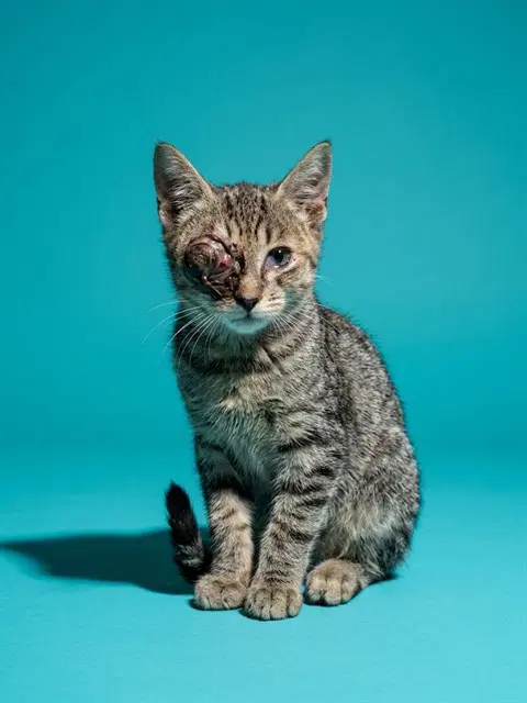 Tiny - Domestic Short Hair