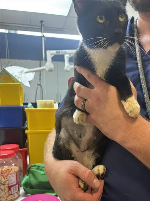Cleopatra - Domestic Short Hair