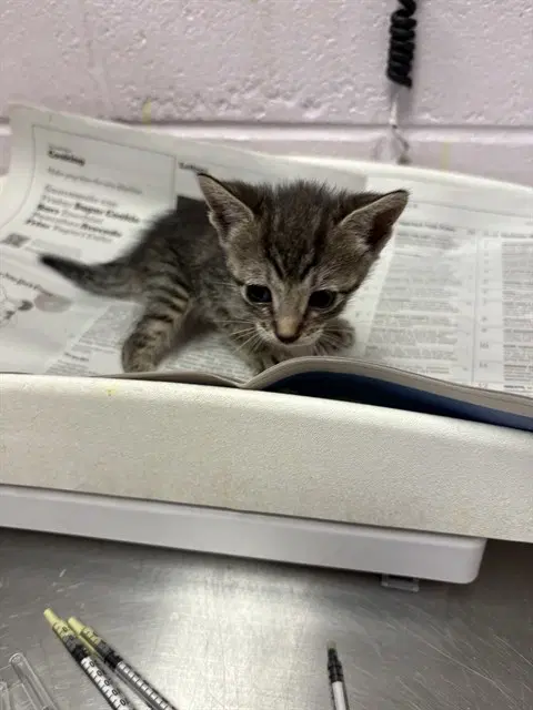 Memphis - Domestic Short Hair