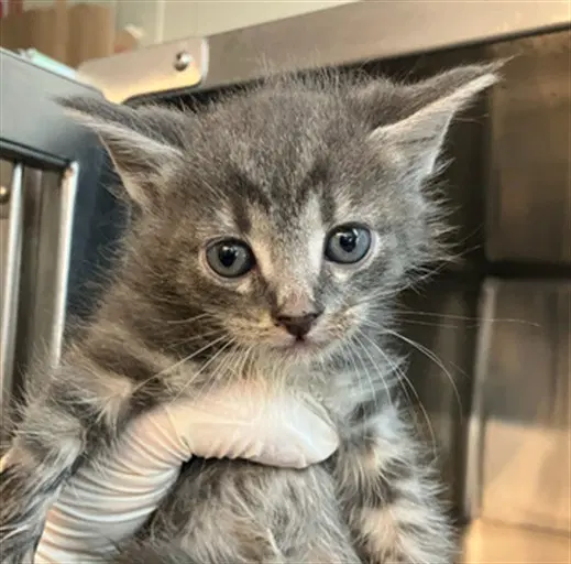 Jack Sparrow - Domestic Long Hair