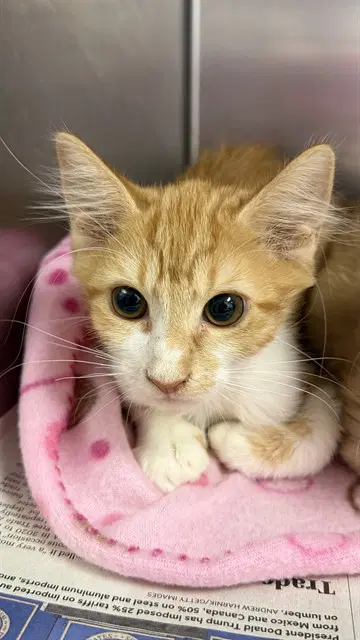 Lance Corporal - Domestic Medium Hair