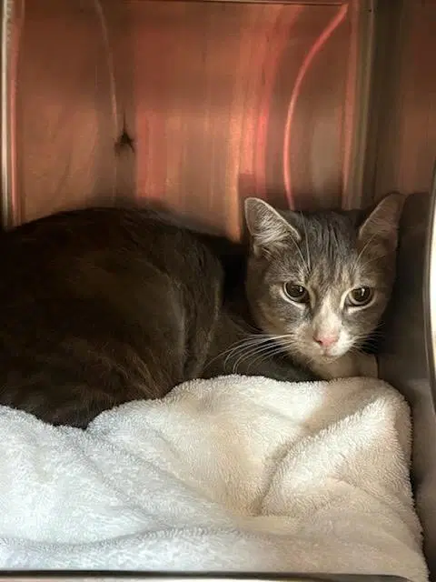Precious - Domestic Short Hair