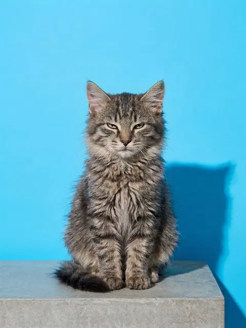 Alucard - Domestic Long Hair