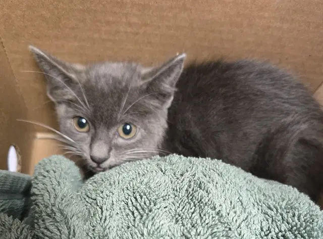 Ari - Domestic Short Hair