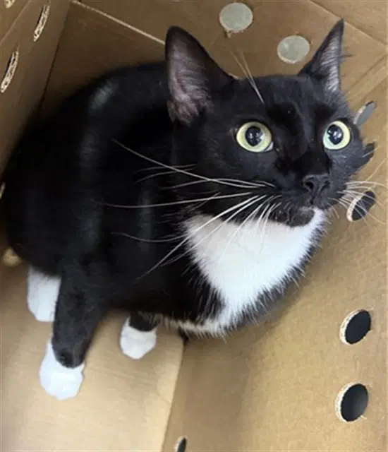 Stormi - Domestic Medium Hair