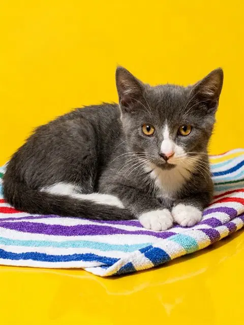 Harvey - Domestic Medium Hair